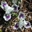 Iris pumila Ice and Indigo